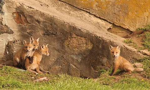 Framed Fox Cubs I Print