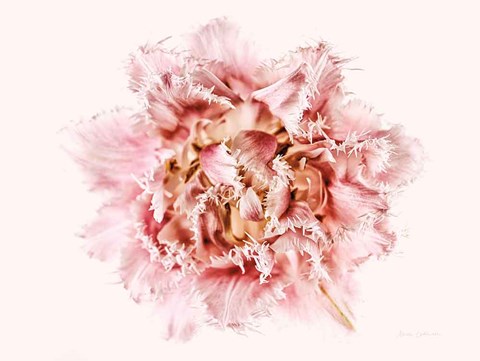 Framed Pink Fringed Tulip Print