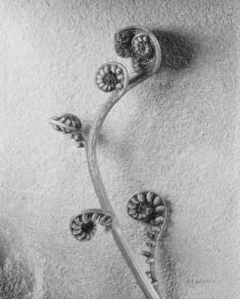 Framed Fiddlehead I Print