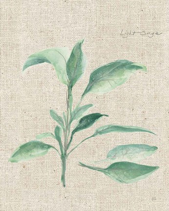 Framed Sage II on Burlap Print