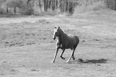 Framed Field Day Print