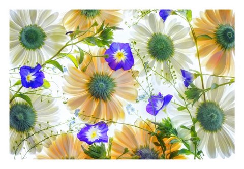 Framed Gerbera flowers and Blue Ensign Print