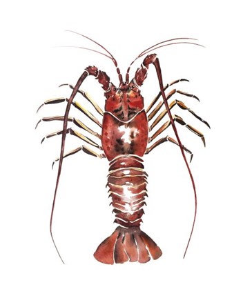 Framed Spiny Lobster Print
