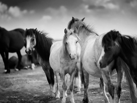 Framed Black &amp; White Horses Print