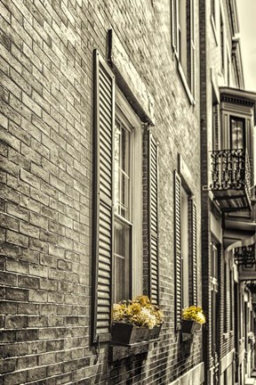 Framed Window Boxes Print