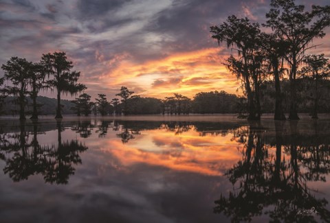 Framed Sunrise in the Swamps Print