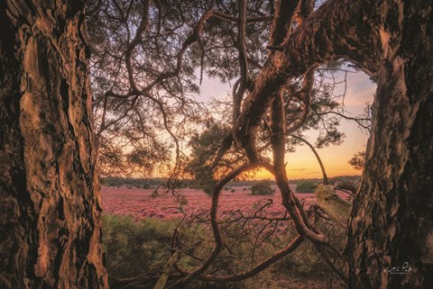 Framed In Between Print