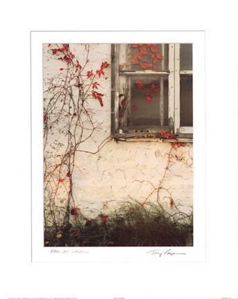 Framed Red Ivy Window Print