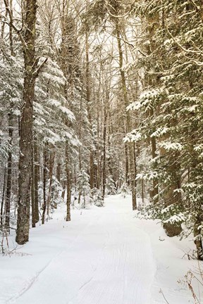 Framed Through the Woods Print