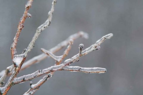 Framed Glistening Branches II Print