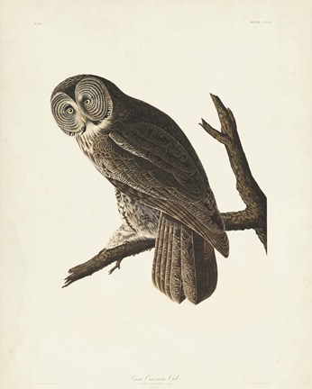 Framed Pl 351 Great Cinereous Owl Print