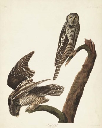 Framed Pl 378 Hawk Owl Print