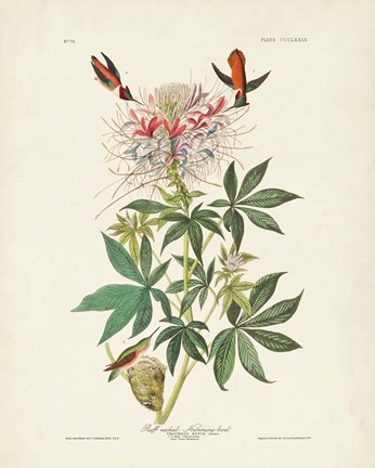 Framed Pl 379 Ruff-necked Hummingbird Print