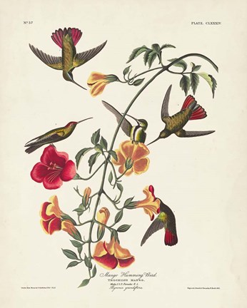 Framed Pl 184 Mango Hummingbird Print