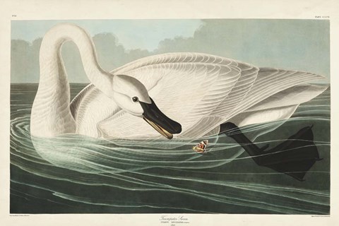Framed Pl 406 Trumpeter Swan Print