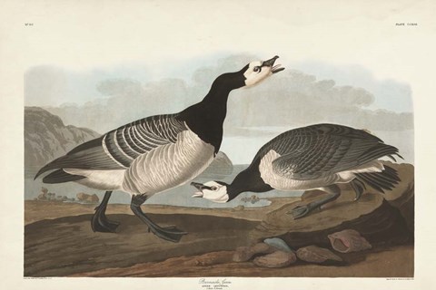 Framed Pl 296 Barnacle Goose Print