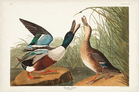 Framed Pl 327 Shoveller Duck Print