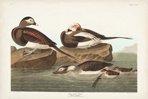 Framed Pl 312 Long-tailed Duck Print