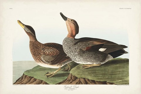 Framed Pl 348 Galdwell Duck Print
