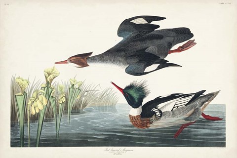Framed Pl 401 Red-breasted Merganser Duck Print