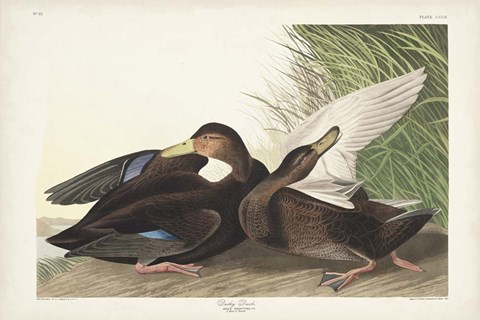 Framed Pl 302 Dusky Duck Print