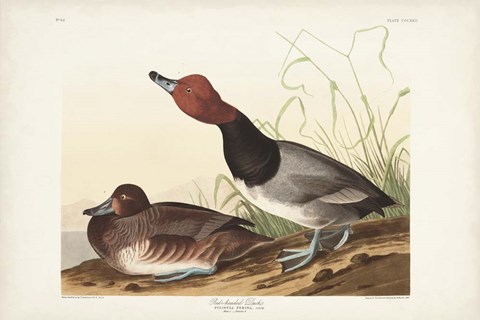 Framed Pl 322 Red-headed Duck Print