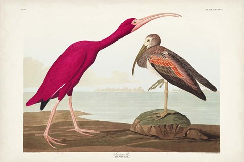 Framed Pl 397 Scarlet Ibis Print
