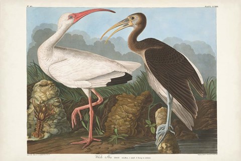 Framed Pl 222 White Ibis Print
