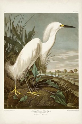 Framed Pl 242 Snowy Heron Print