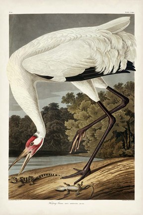 Framed Pl 226 Hooping Crane Print