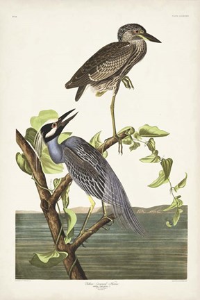 Framed Pl 336 Yellow-crowned Heron Print