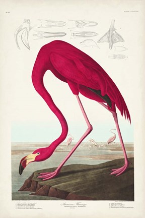 Framed Pl 431 American Flamingo Print