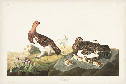 Framed Pl 191 Willow Grouse Print