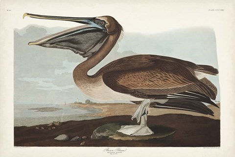 Framed Pl 421 Brown Pelican Print