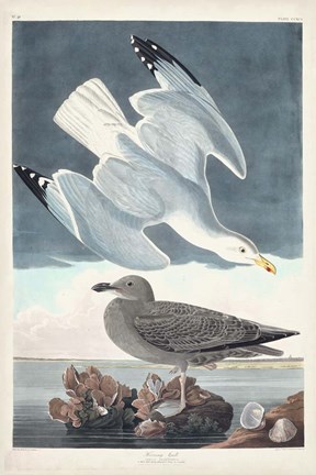 Framed Pl 291 Herring Gull Print