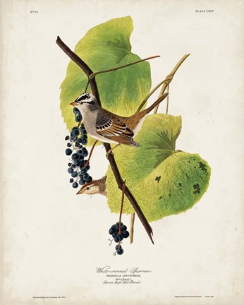 Framed Pl 114 White-crowned Sparrow Print