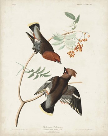 Framed Pl 363 Bohemian Chatterer Print