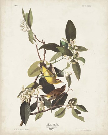 Framed Pl 163 Pine Warbler Print