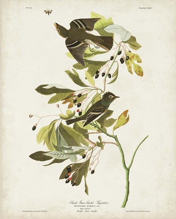 Framed Pl 144 Small Green-crested Flycatcher Print