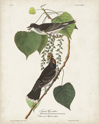 Framed Pl 79 Tyrant Flycatcher Print