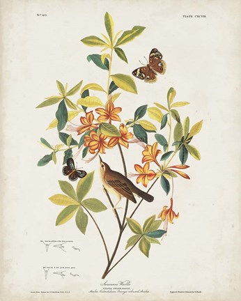 Framed Pl 198 Swainson&#39;s Warbler Print