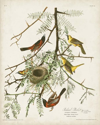 Framed Pl 42 Orchard Oriole Print