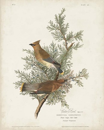 Framed Pl 43 Cedar Bird Print