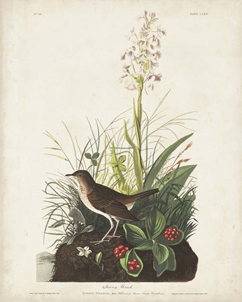 Framed Pl 164 Tawny Thrush Print