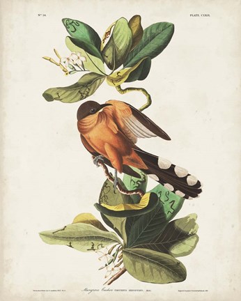 Framed Pl 169 Mangrove Cuckoo Print