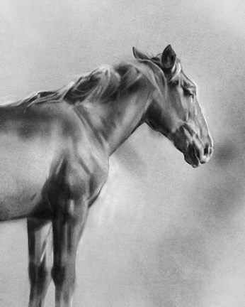 Framed Charcoal Equine Portrait I Print