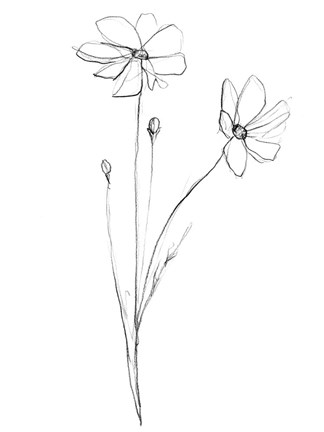 Framed Stem Contour III Print