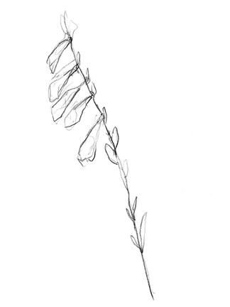 Framed Stem Contour VI Print