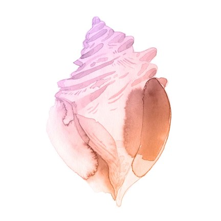 Framed Sunset Conch II Print