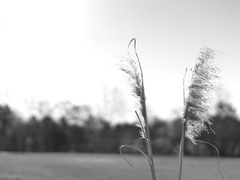 Framed Ethereal Pampas VII Print